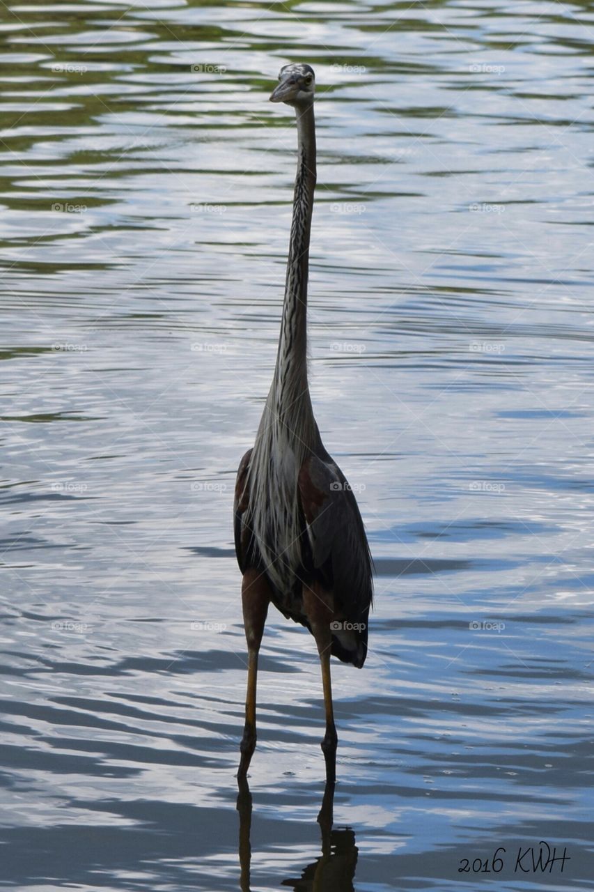 Egret taking  a relaxing  water walk... Bird looking for fish dinner