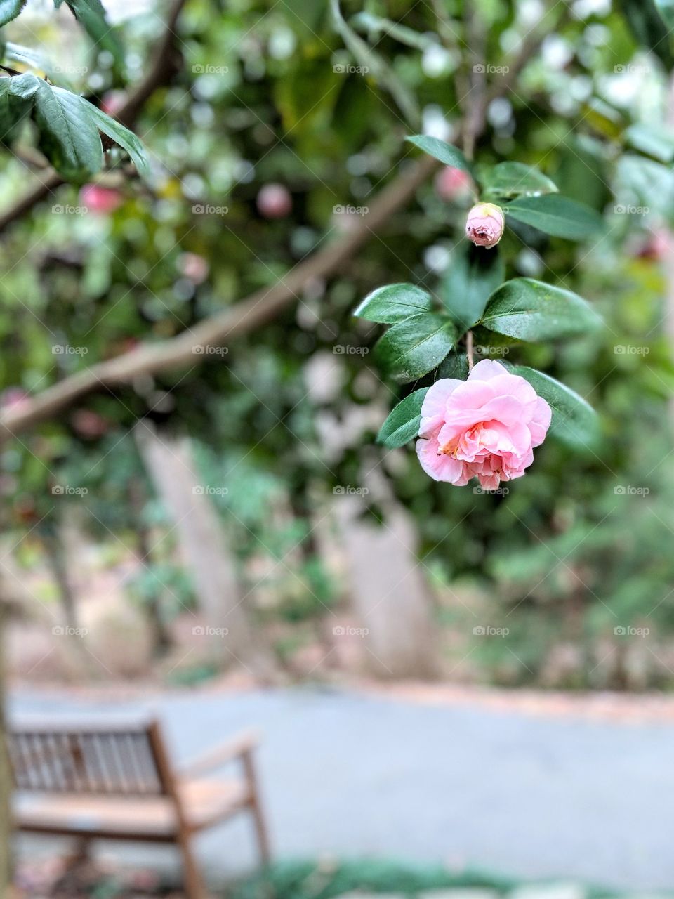 spring blooming rose