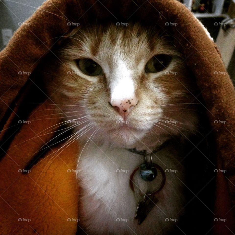 Come to the dark side of feline strength 