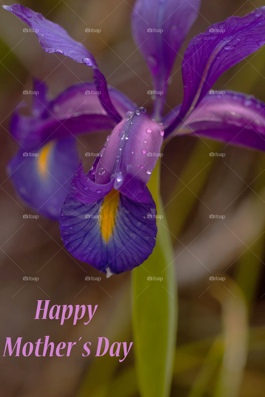 Iris Mother day. Wild flower could be a good present for Mother`s Day