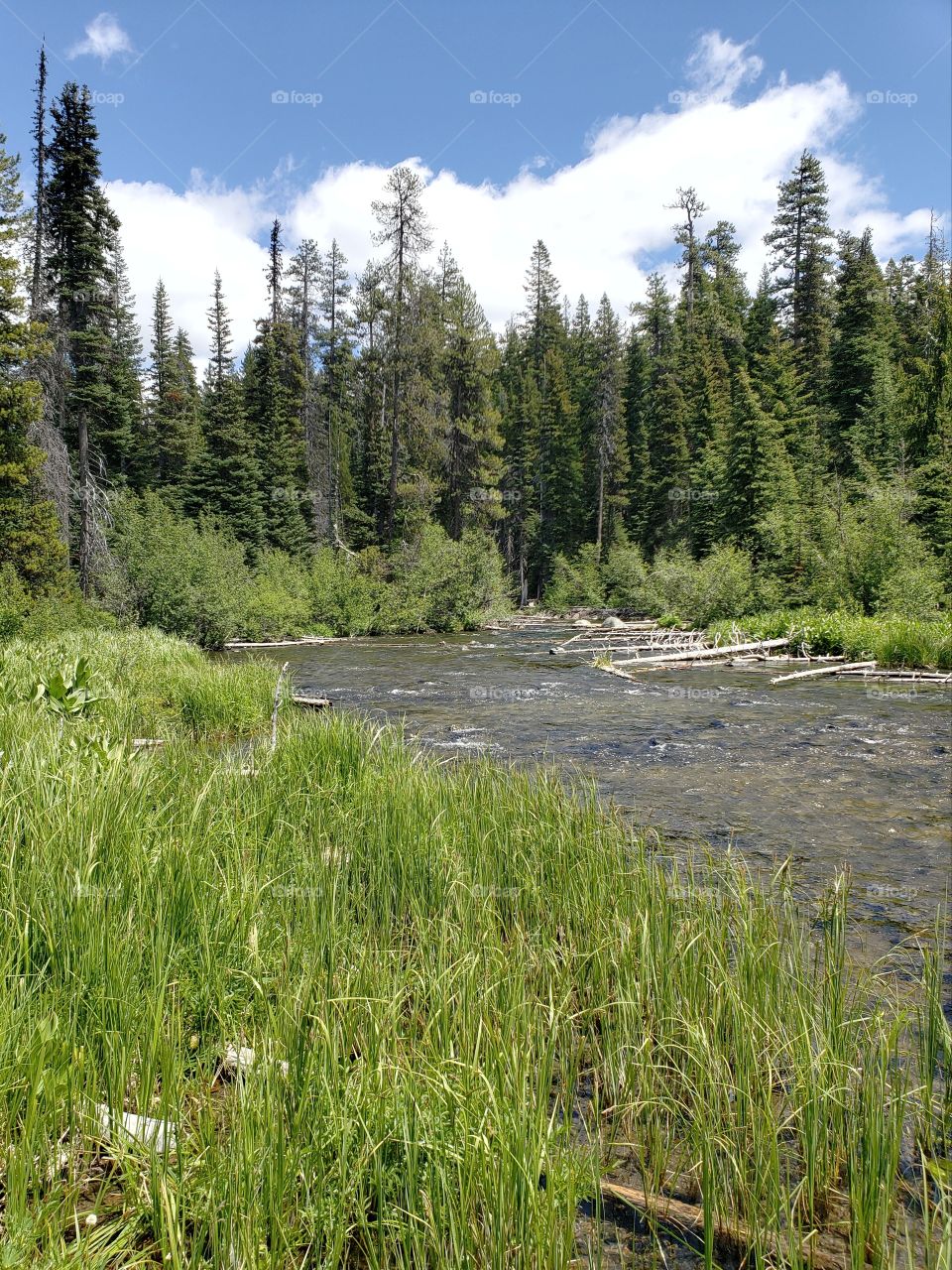 The Deschutes River flows along its lush green banks and through logs in the Central Oregon Forests with bright blue skies and fluffy clouds on a sunny summer day.