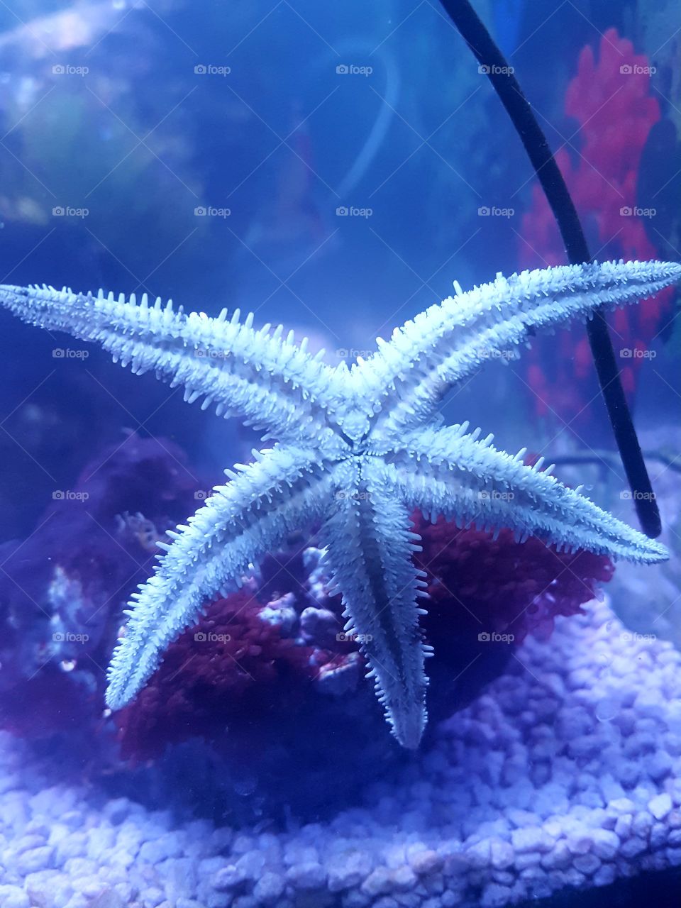 star fish