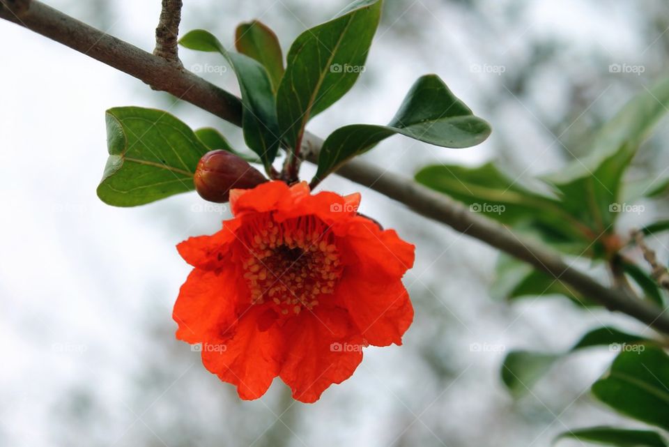 Close-up of red pomegranate flower