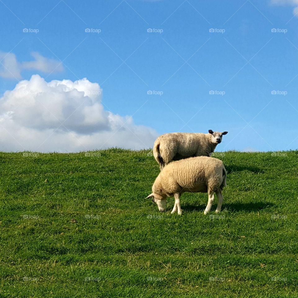 Two sheep looking around and enjoying the sun.