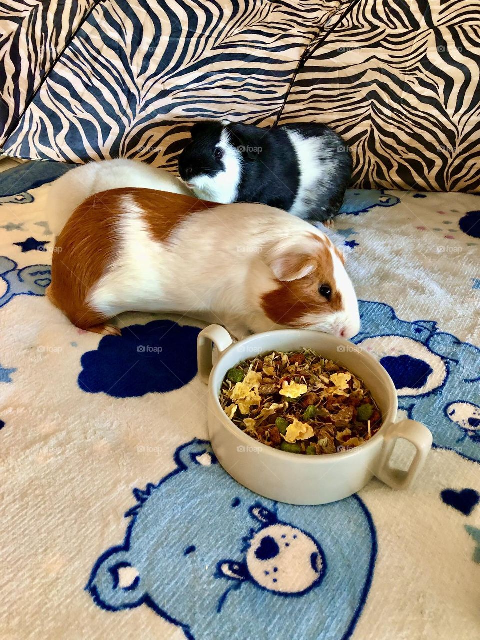 My adorable Guinea pigs / Jakey & Nicky little brothers🐾🐾