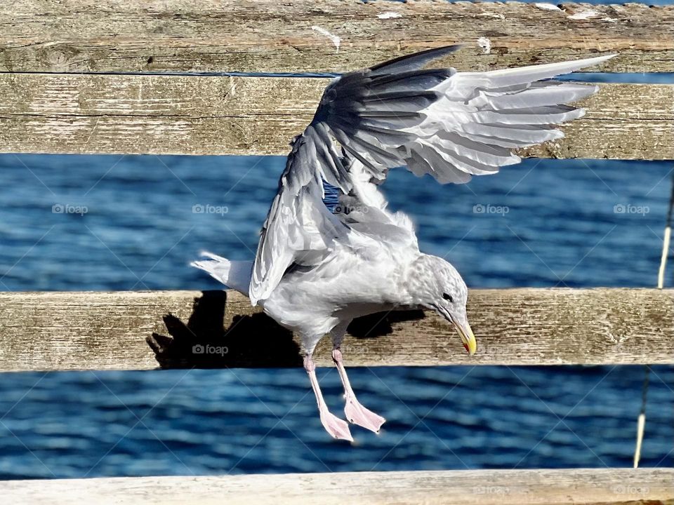 Seagull 