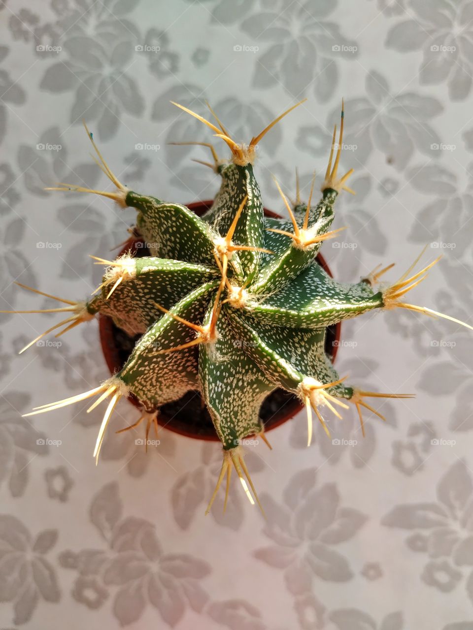 The cactus like a star