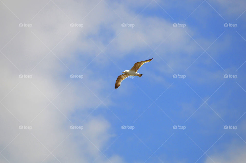 A seagull flies in the sky over the Ackerman fortress in the city of Belgorod-Dniester, Ukraine