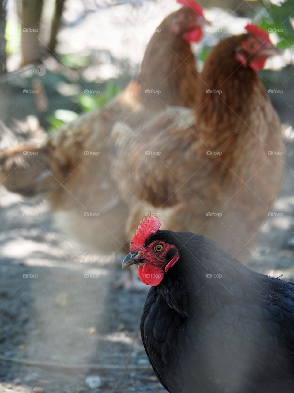 my neibourgh's chickens