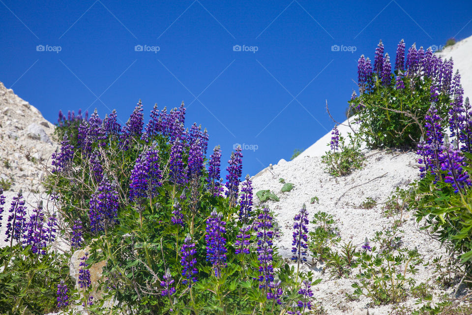 Lupine flowers on the snowy land