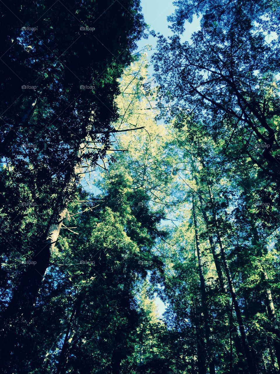California forest. Aptos California