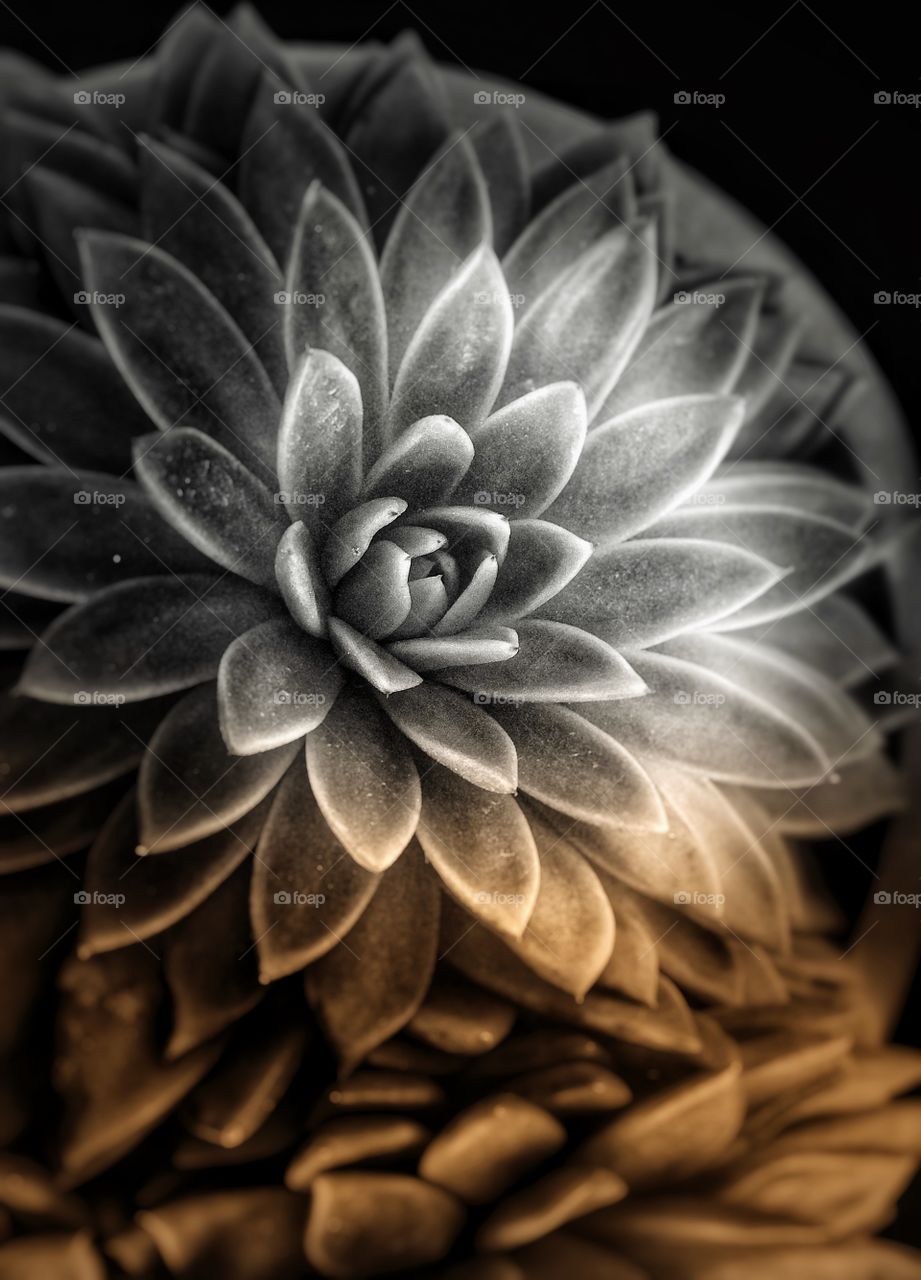 Stunning Succulent Art! Perfect for Canvas Art, Metal Art, Greeting Cards, Screensavers snd Wall Art.