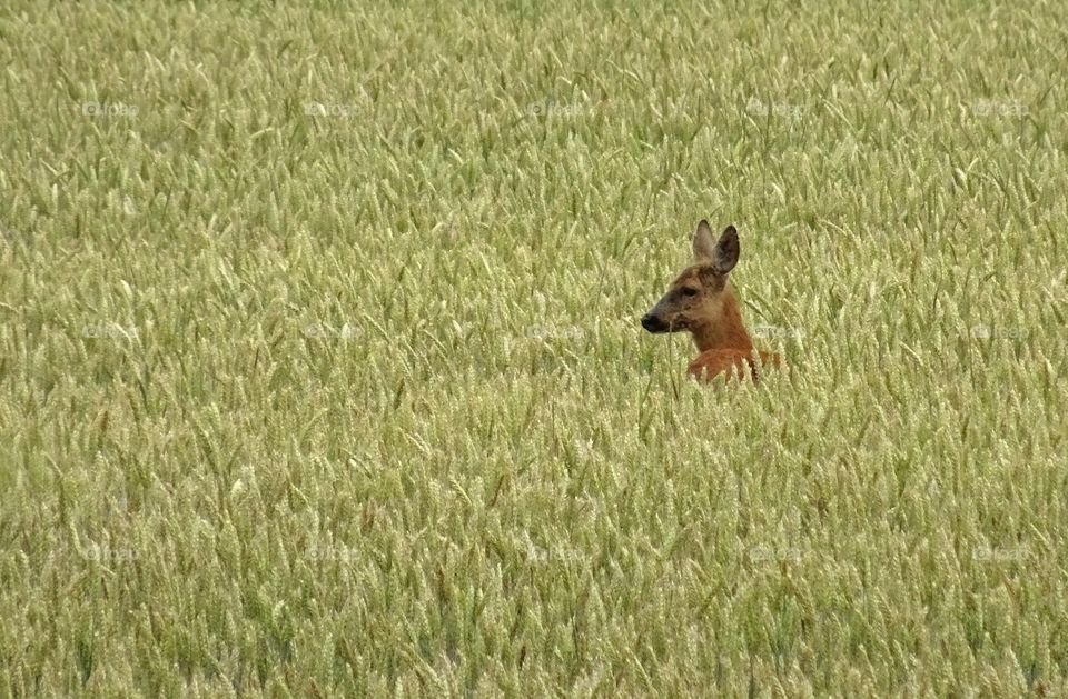 Deer in field