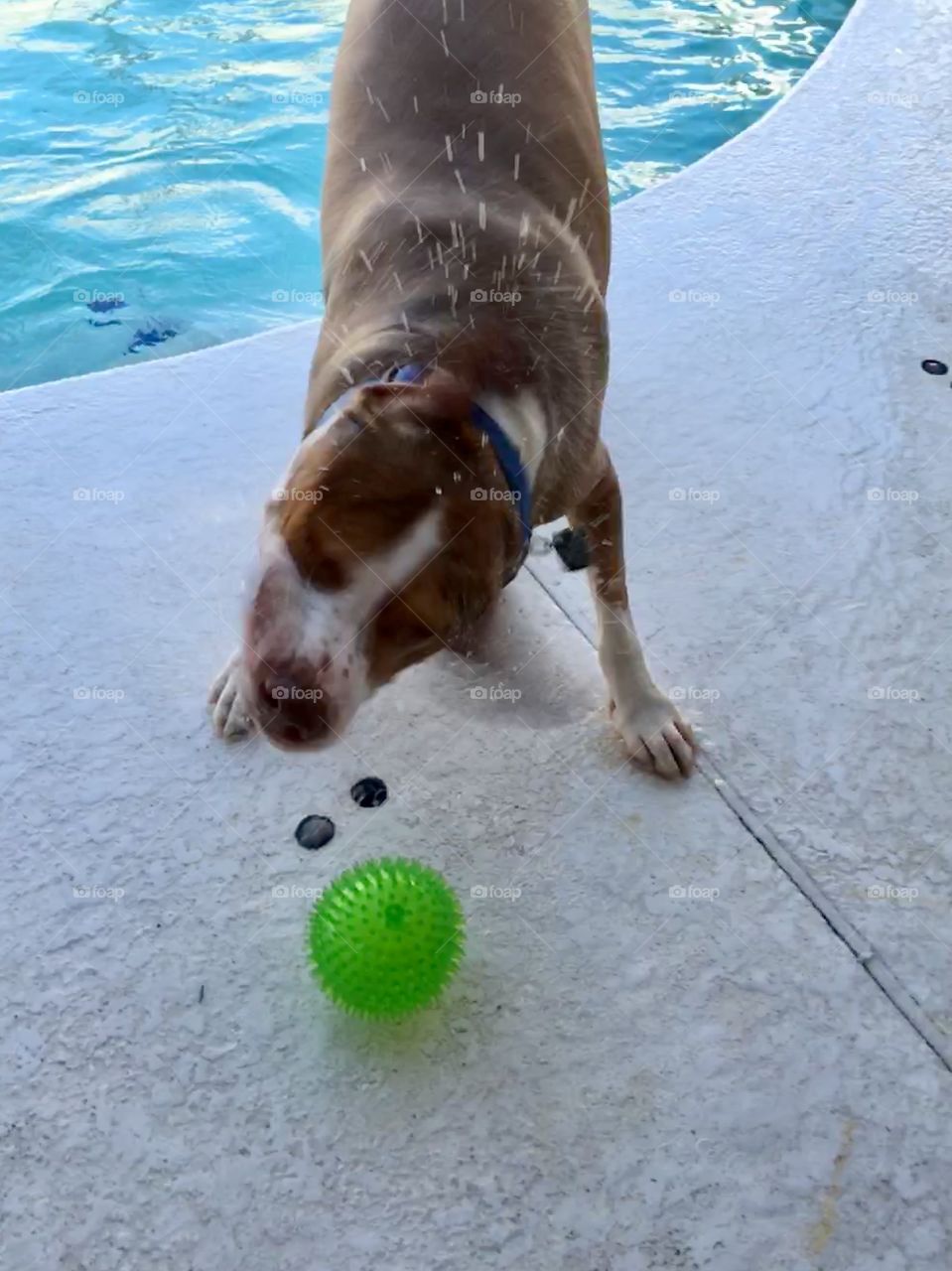 Shaking it off doggie style