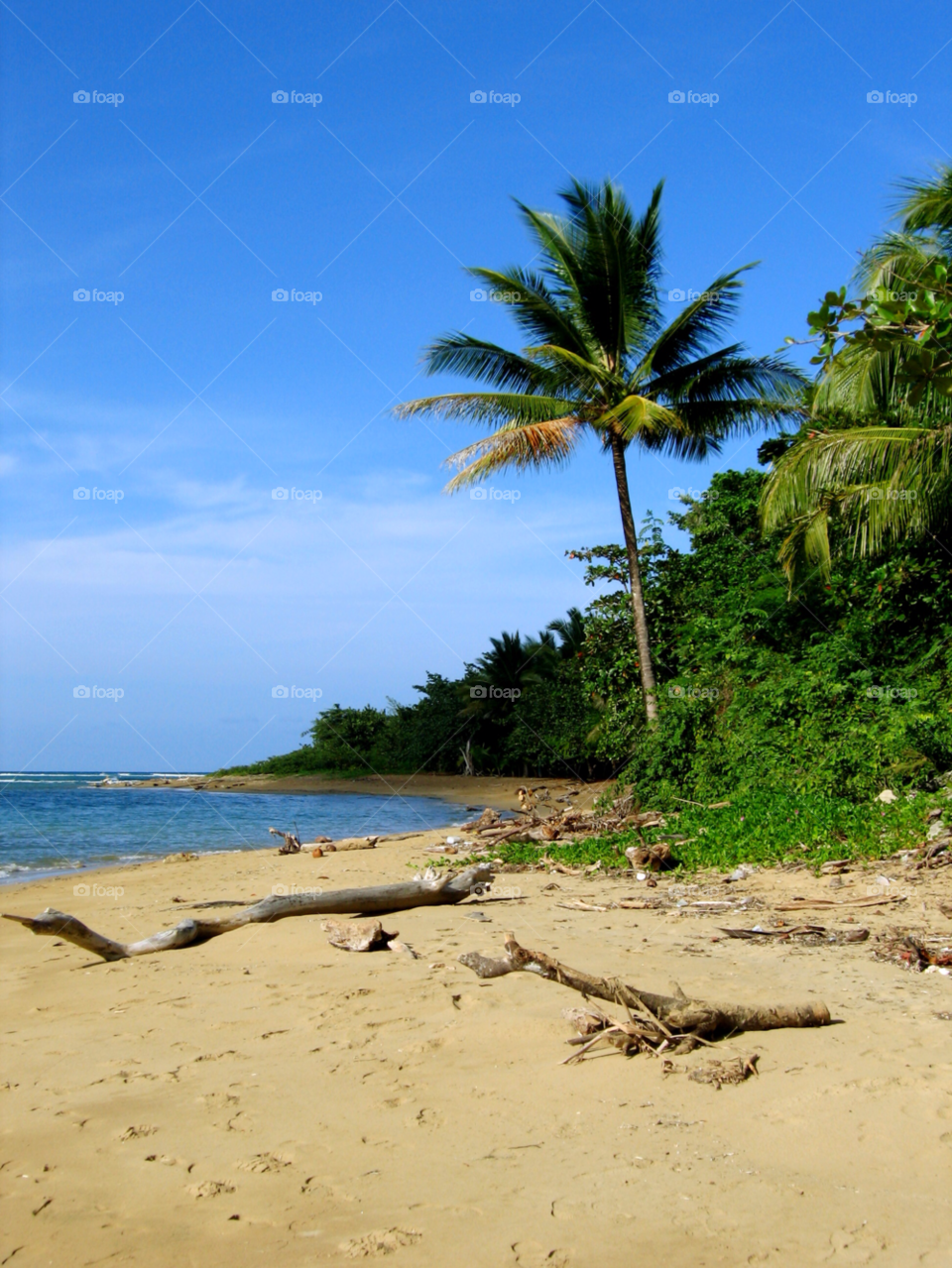 beach ocean tree palm by wfullerton