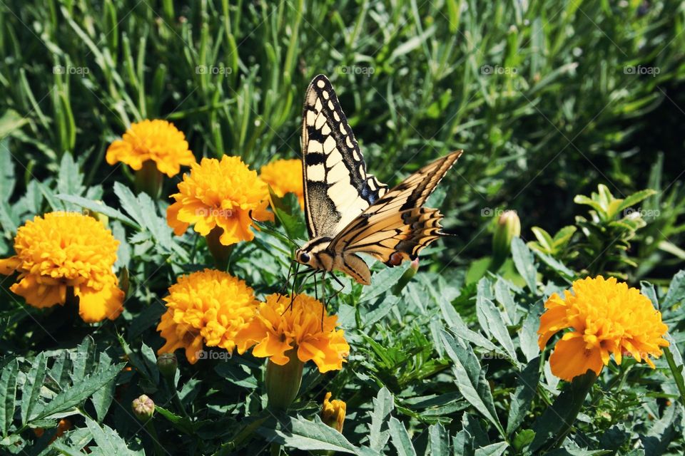 Small creature on the flowers . Butterfly on the yellow blossoms 
