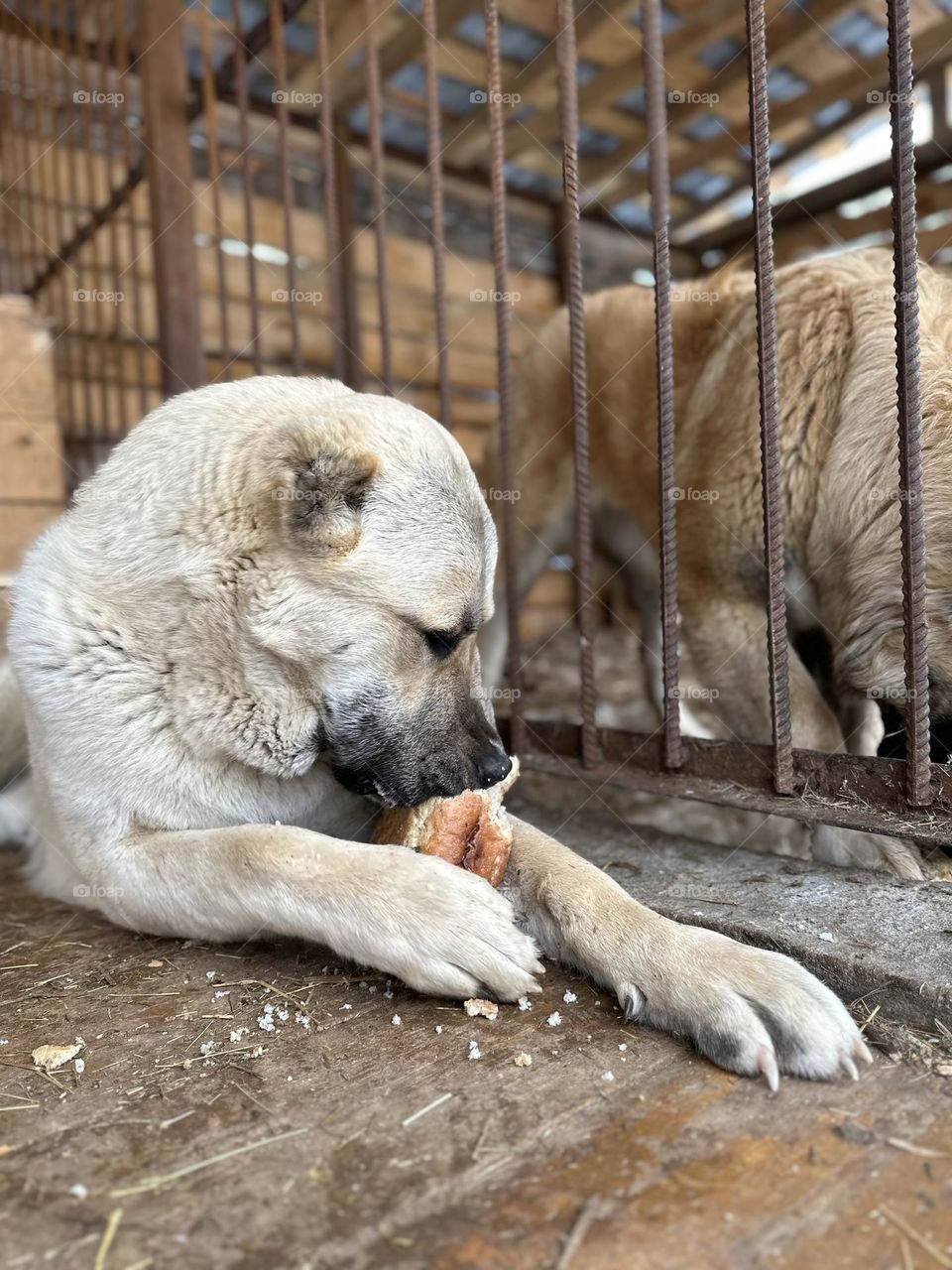 Puppy of the Central Asian Shepherd Dog with a loaf of bread