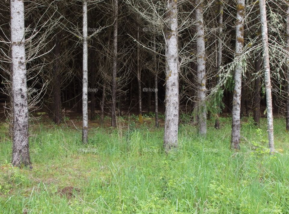 Eerie atmosphere amongst rows of trees in the grasses on the edge of a forest and agricultural land on a spring day in Western Oregon. 