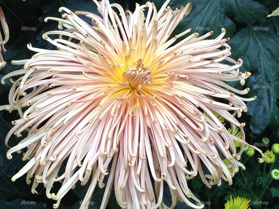 Chrysanthamum