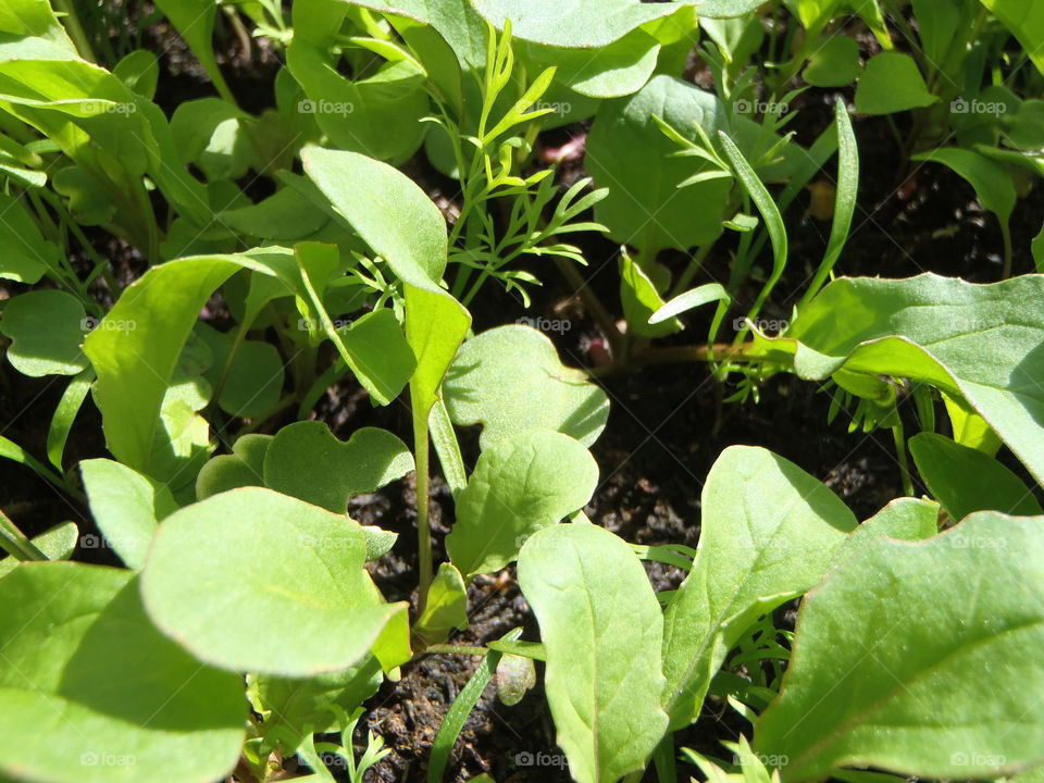 Young rocket and dill