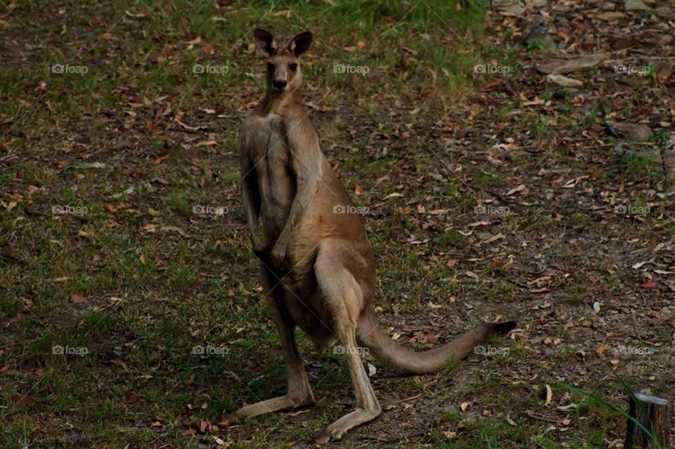 Male Kangaroo