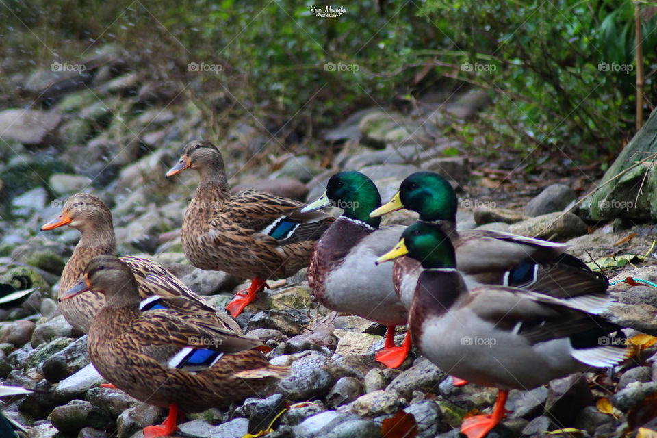 The Mallards