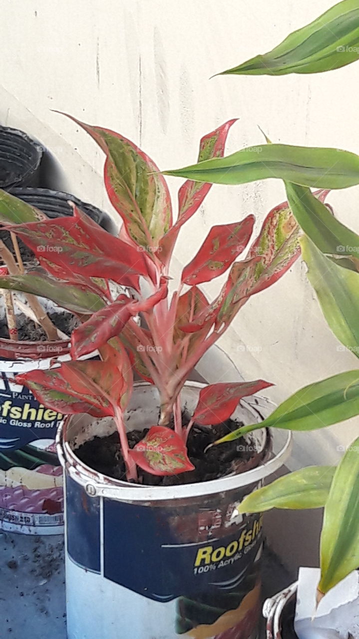 the red leaf plant