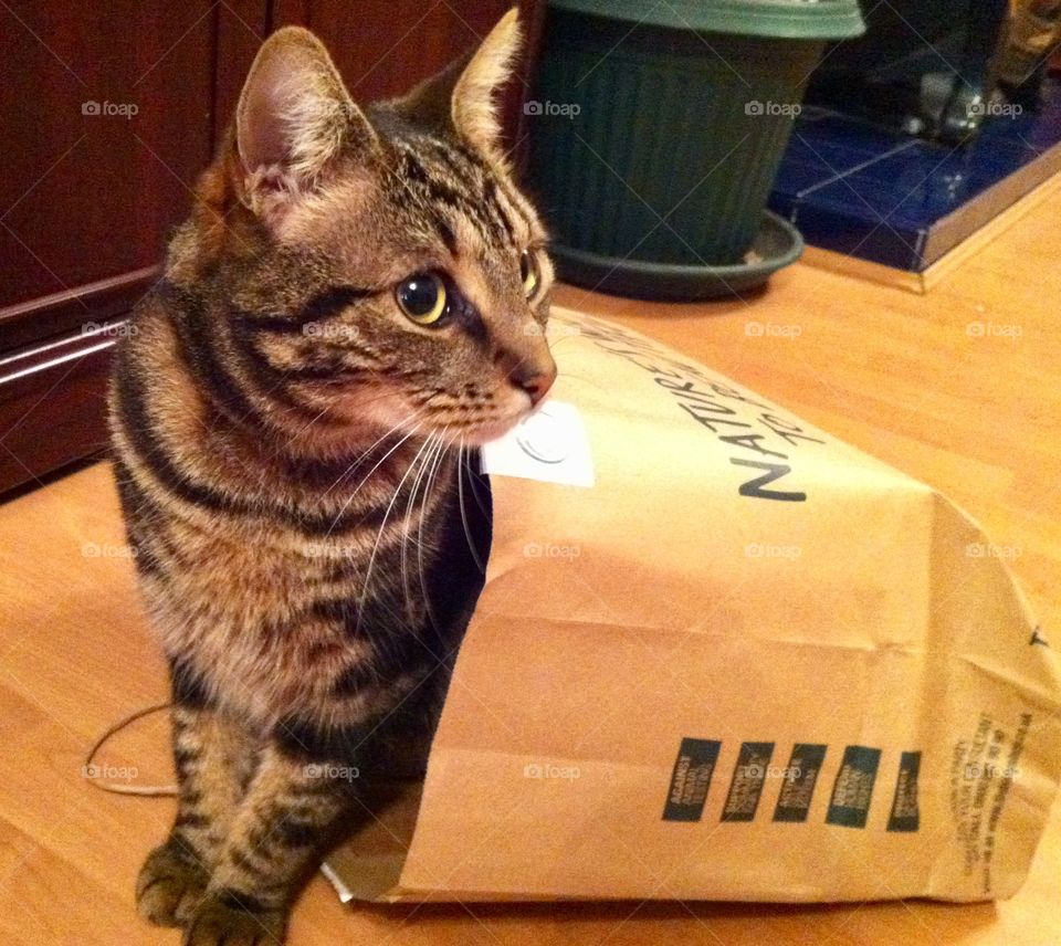 Cat in a paper bag 