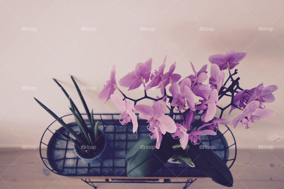 Purple flower in a pot on table