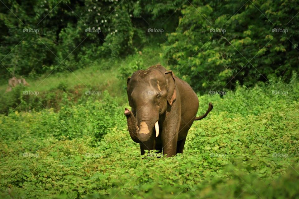 Iam the king of forest. what you think😍❤️