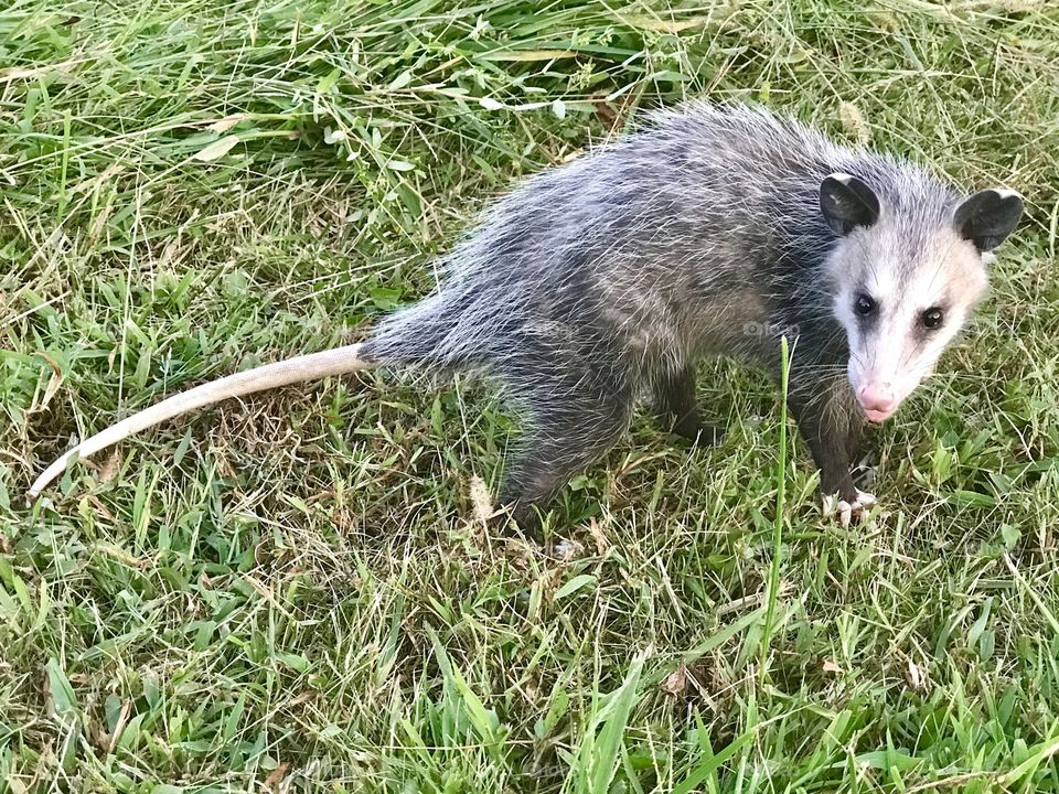Opossum in the early evening 
