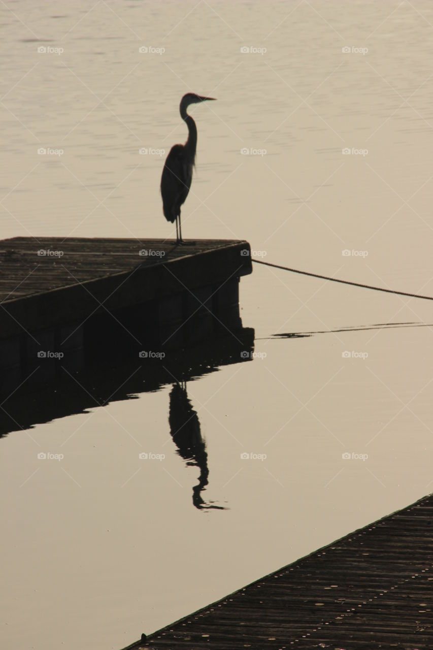 Stork silhouette at lake