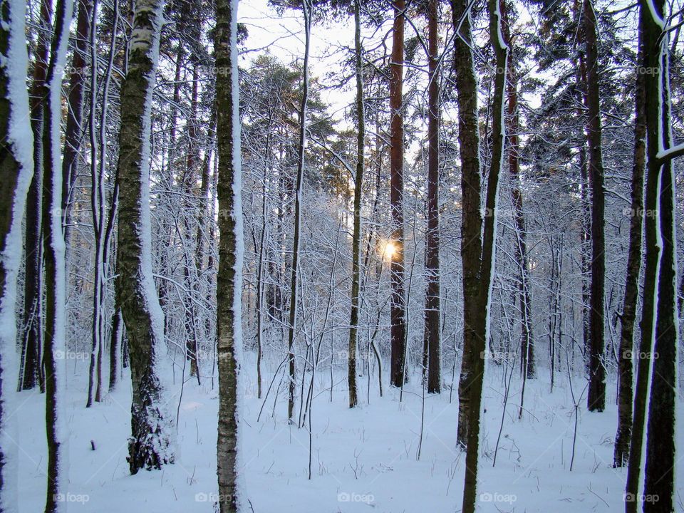 Winter landscape ❄️ Forest ❄️ Sunset ❄️