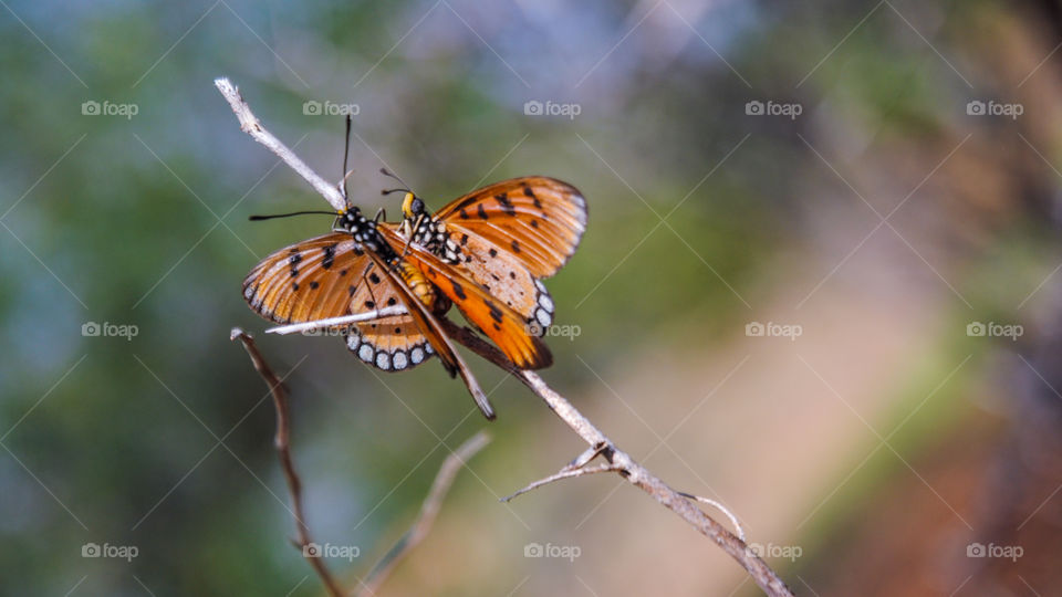 Butterfly on branch