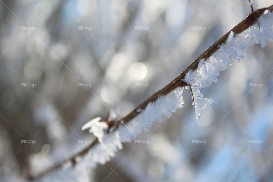 Ice tree