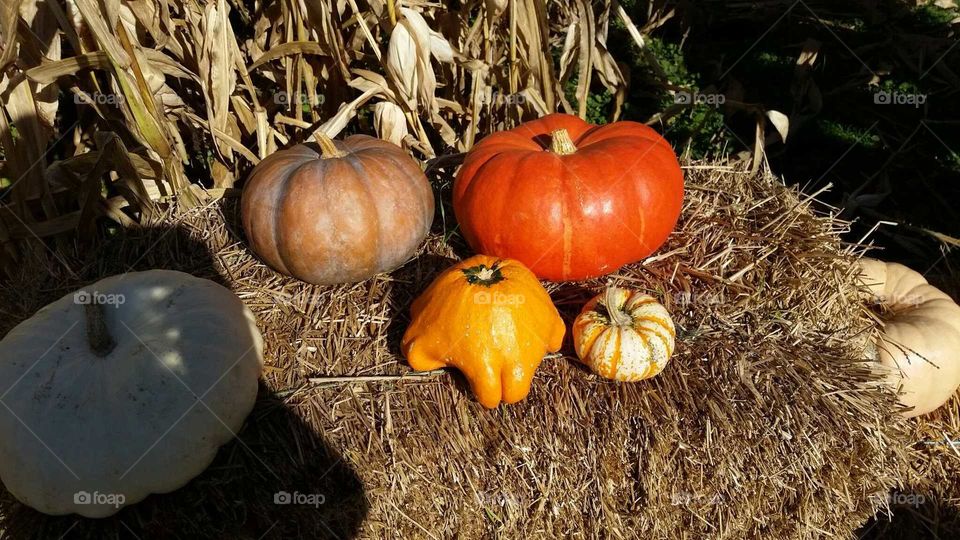 gourds, corn stalks, and a bale of straw