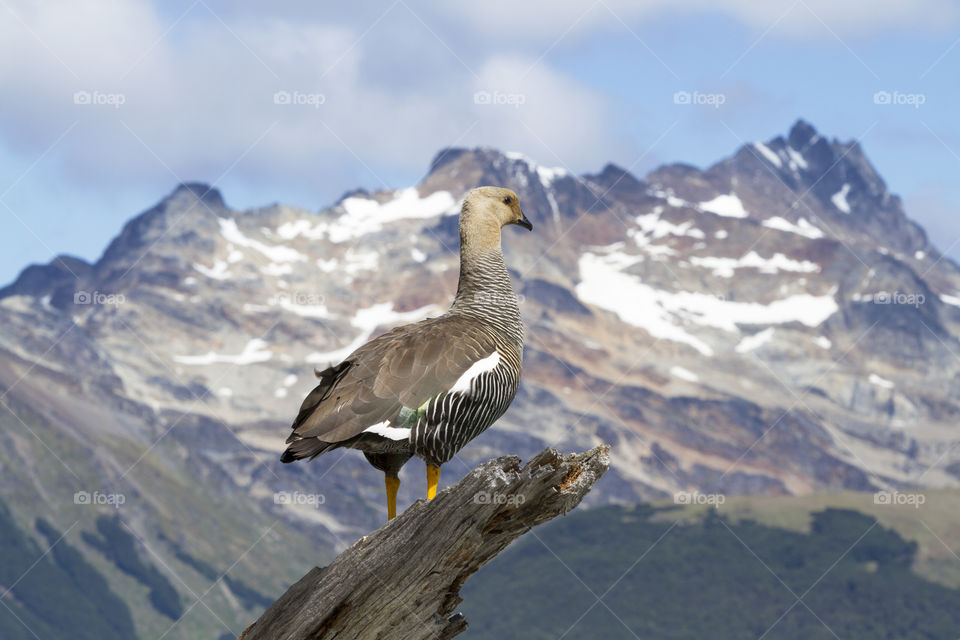 The bird and the mountain.