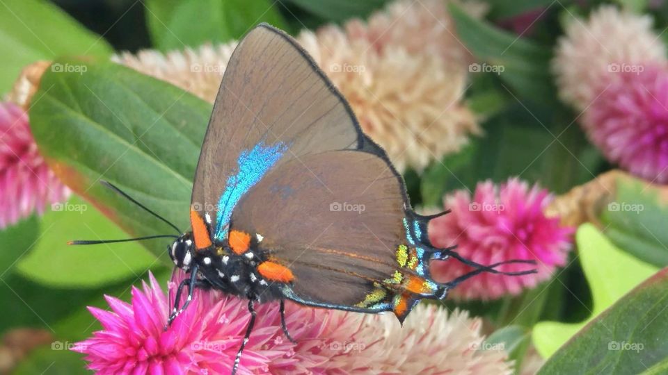 Beautiful colorful butterfly 