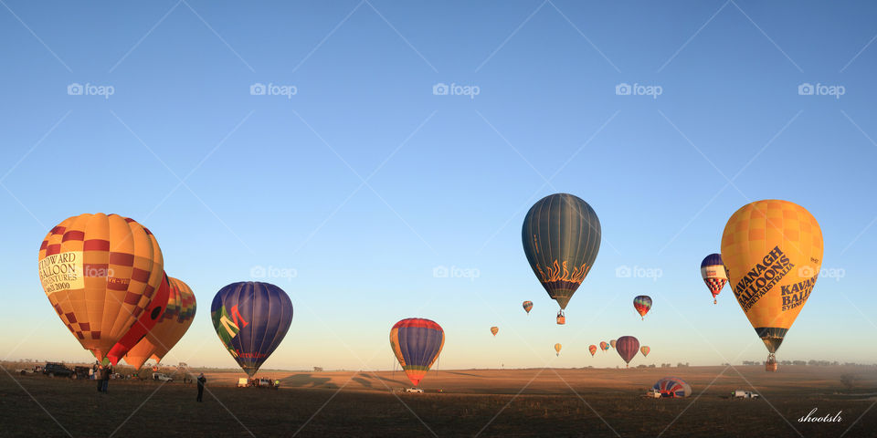 many hot air balloons taking to the air on a crisp  cold early morning competition