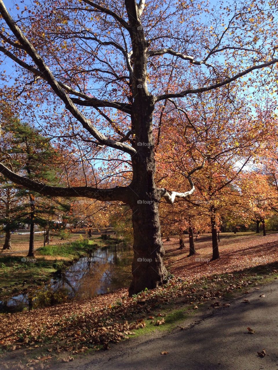 Fall,autumn, leaf, tree, park
