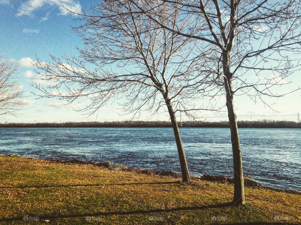 Trees during fall right in front of the Saint Laurent river in Montreal, Canada 