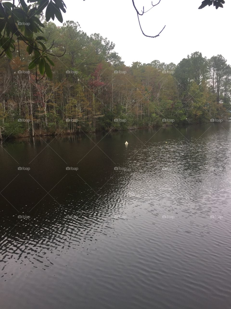 Beautiful nature at University of North Florida. It was a nice cold and cloudy day. Looked and felt great!