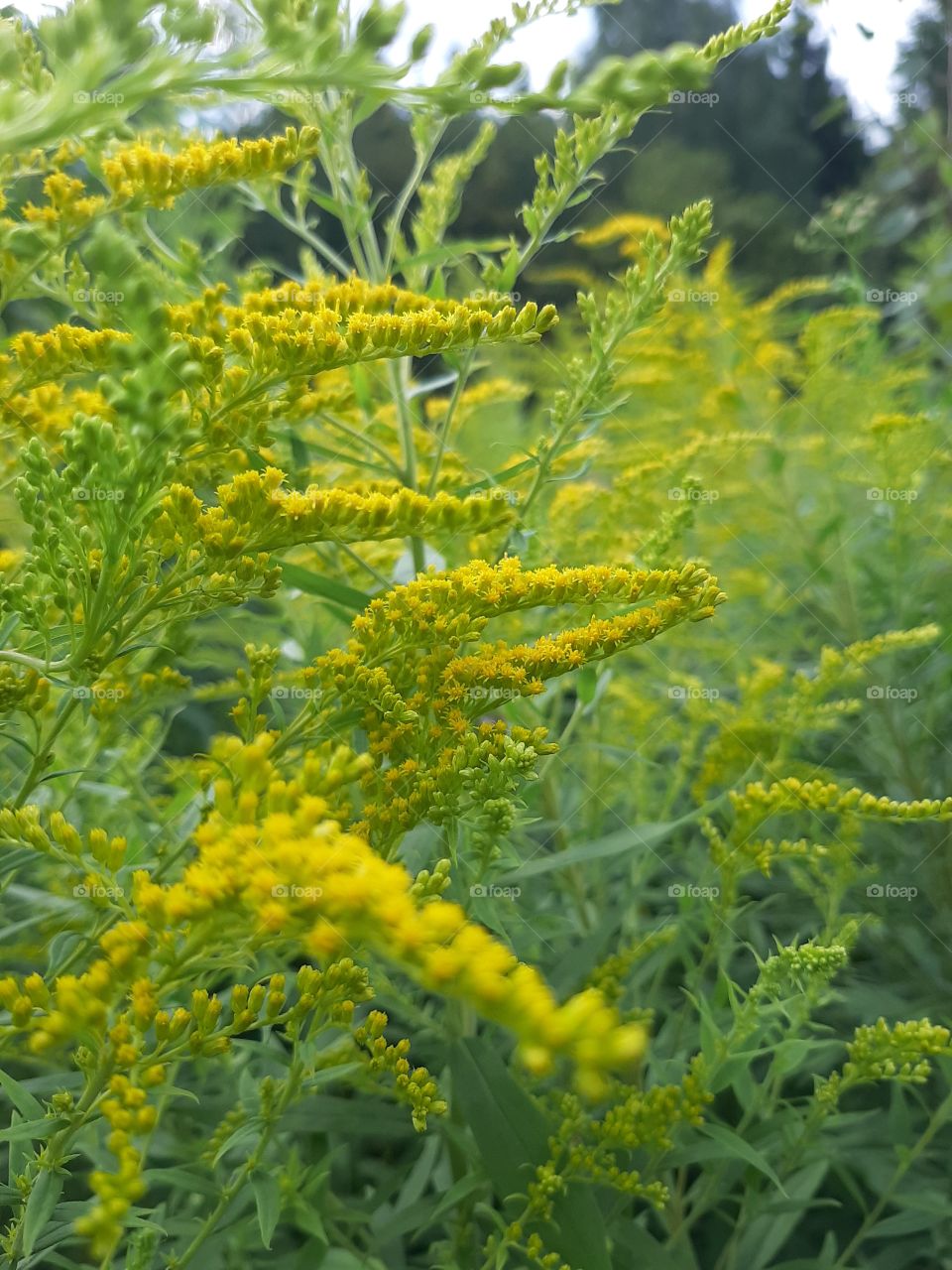 По  дороге   к   пляжу.