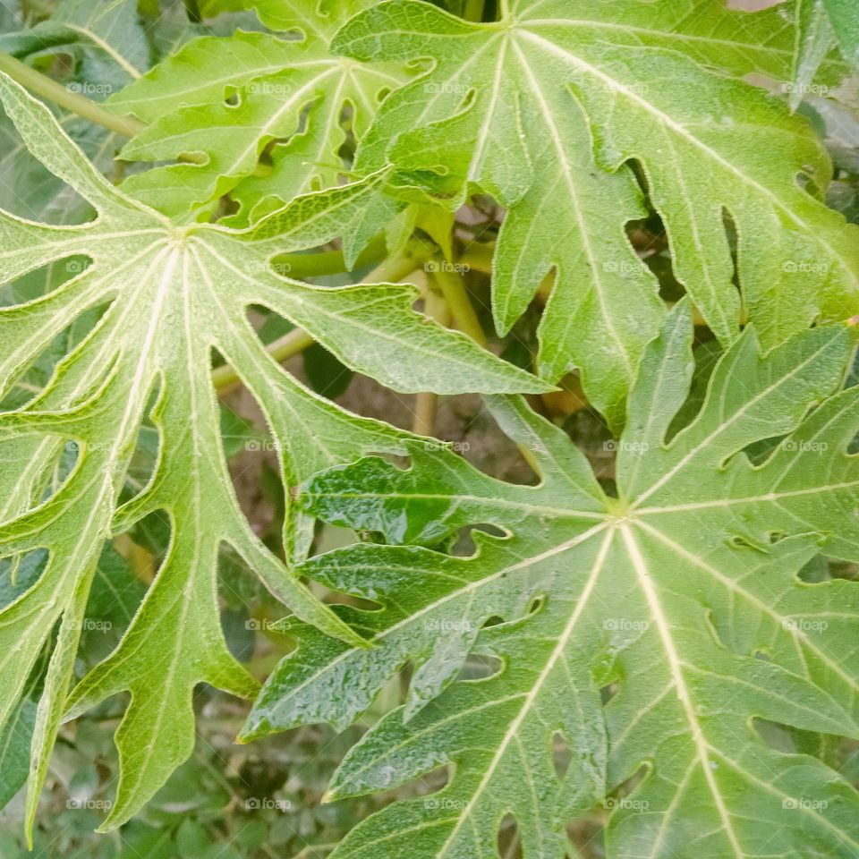 papaya plant