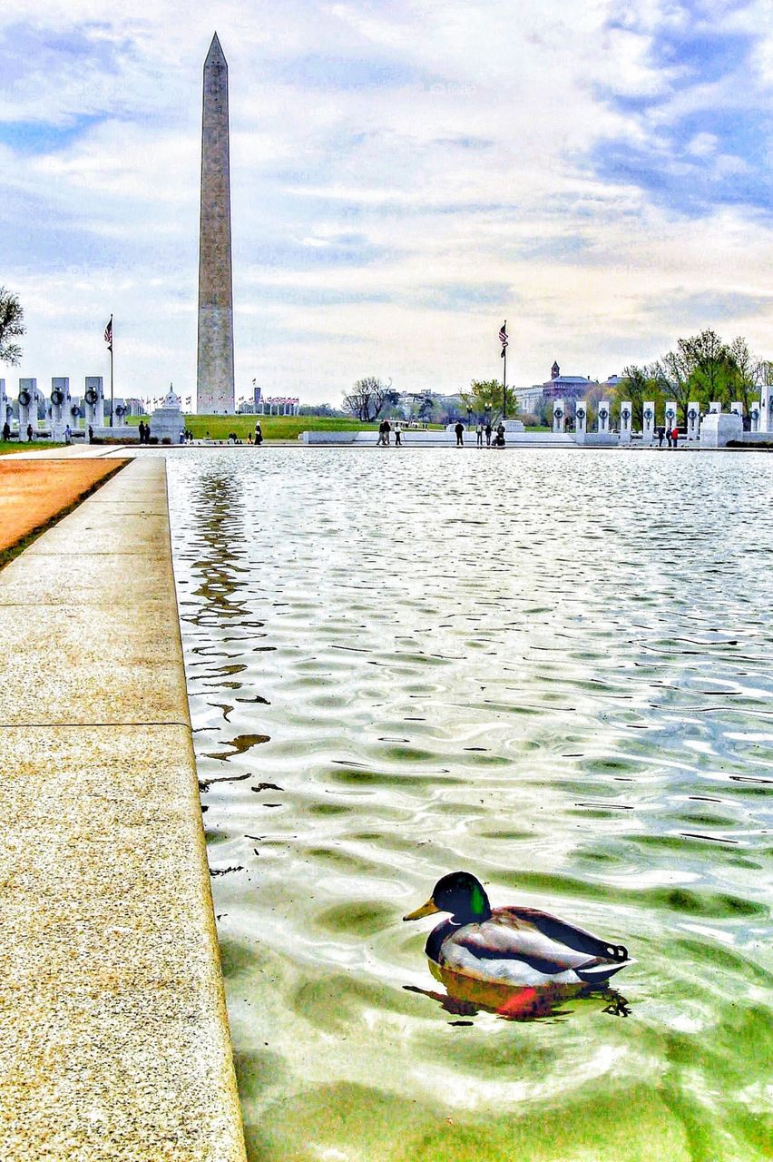 Duck in Reflecting Pool at the National Mall - Washington DC