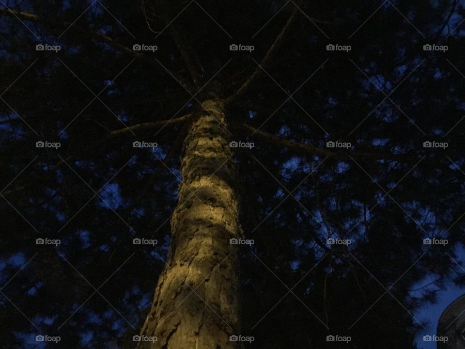Baum Nachts 