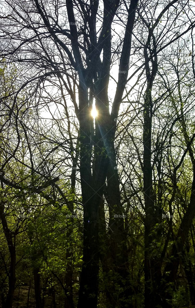 the sun peaking out from between two tree trunks