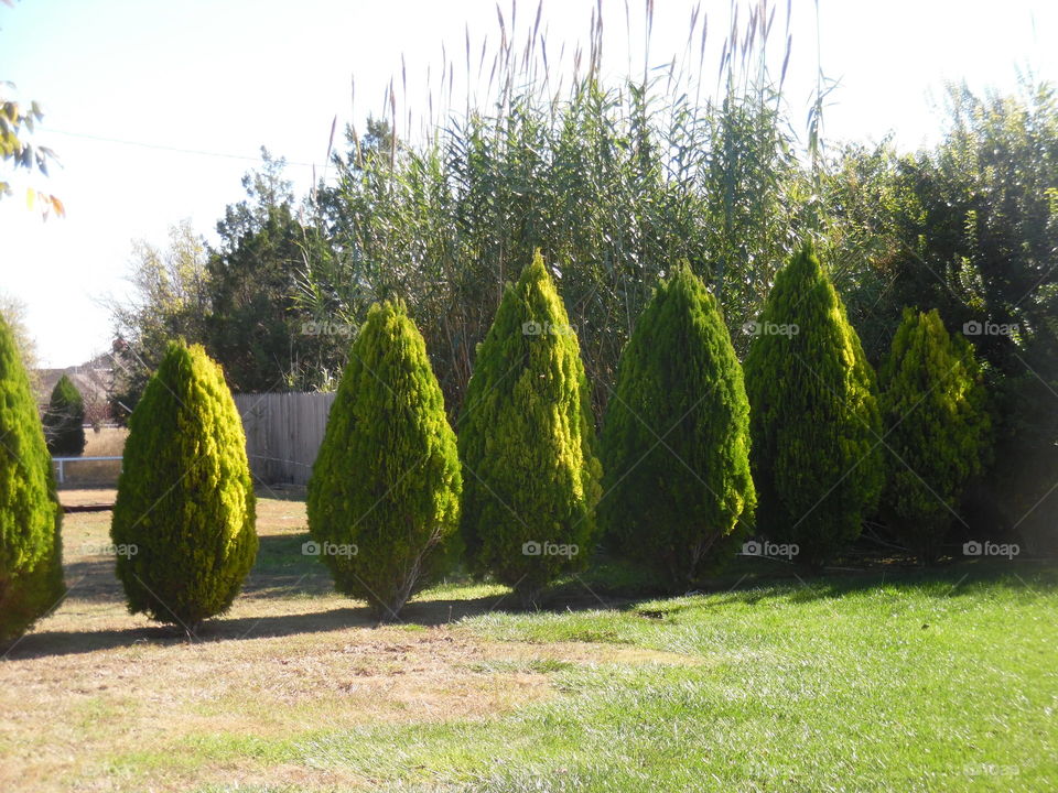 Side yard trees 