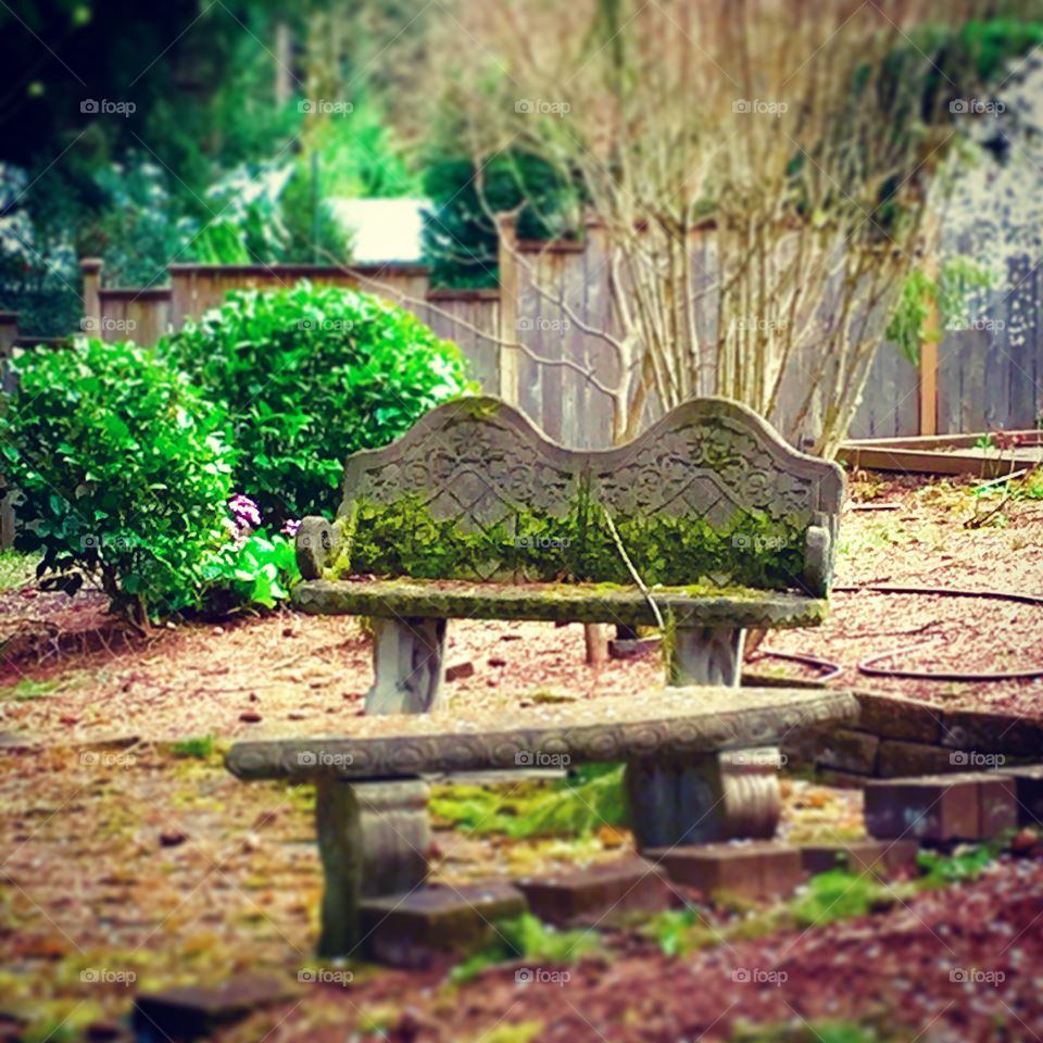 Solitude. A bench in my neighbors backyard. 