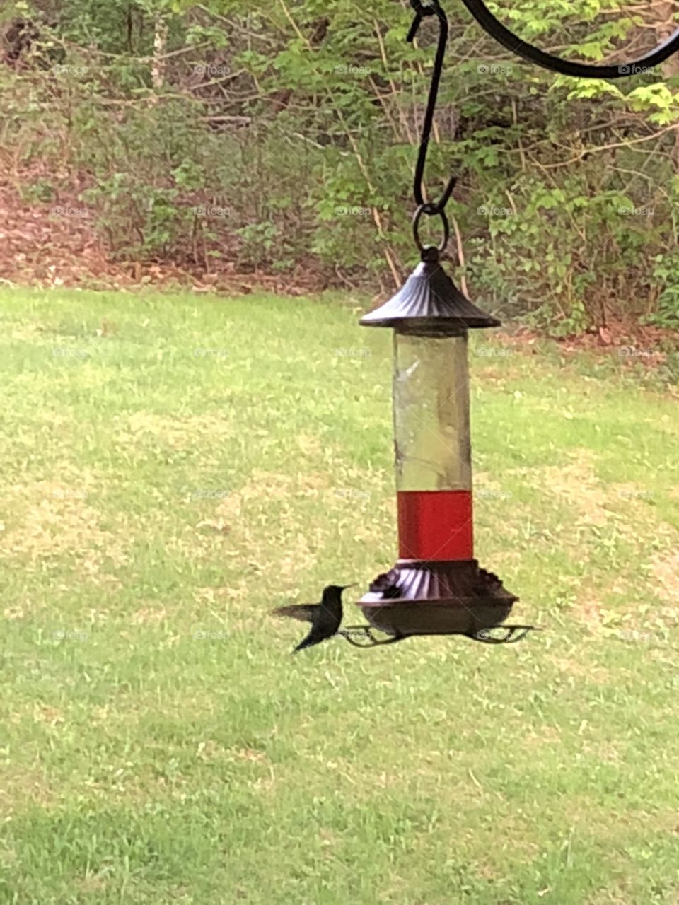 Hummingbird in action
